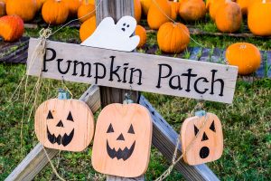 A pumpkin patch as one of the things to do for Halloween in Miami