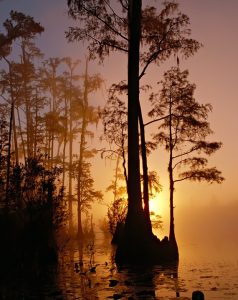A swamp in Florida