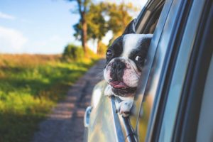 a dog in a moving car looking trough the window