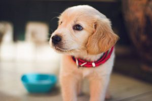 A puppy