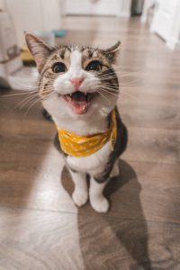 Meowing cat
