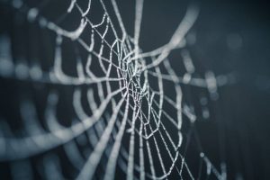make your home pet-friendly by installing web on your windows