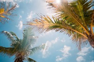 sell your FL home- palm trees