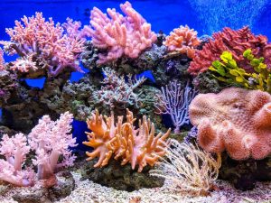 RV routes in FL worth exploring- a coral reef