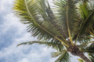move to Hallandale beach in 2020