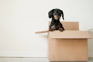 A dog sitting in a moving box