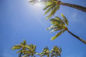 Palm trees.