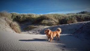 A dog on the beach