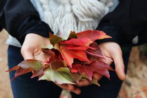 Fall season