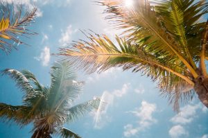 clear sky with two palm tree branches
