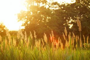 scenery of a grassfield during the sunset