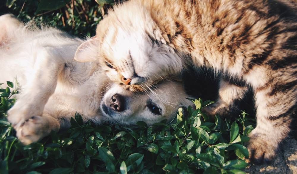 prepare your cat and dog for moving to Pompano Beach