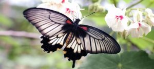 getting to know Pompano Beach by visiting the Butterfly Park