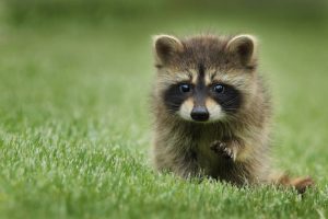 A baby racoon