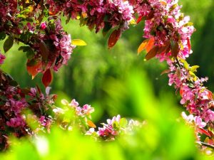 A flower