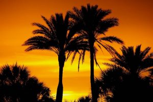 two palm trees in shadow with the sunrise in the background representing one of many reasons why Coral Springs is a great place to retire