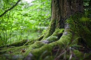 A view of a tree trunk in a forest