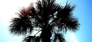 palm trees and sunny weather