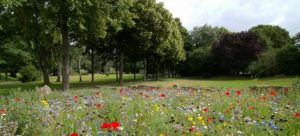 Flowers in a meadow in close to one of the best Florida cities for nature lovers