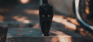 a black cat walking