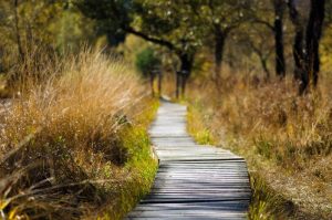wooden road