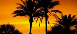 a palm tree in Florida