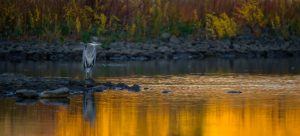 A crane in wetlands