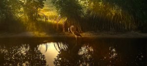 A heron bird standing next to a mangrove;