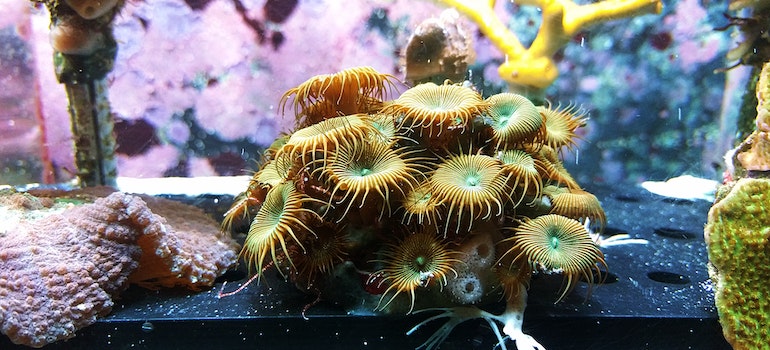 inside a fish tank before moving an aquarium across the country