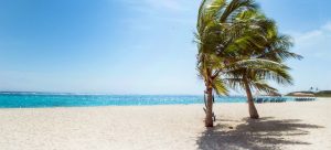 two palm trees on the beach