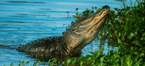 Alligator in one of the best places in Florida for ex-New Yorkers