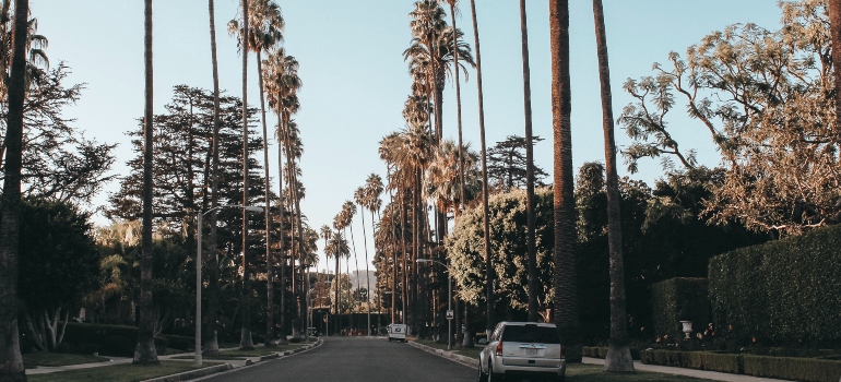 neighborhood with palms