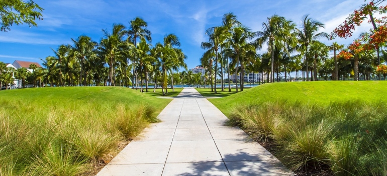 palm trees in one of the best Florida cities for foreigners