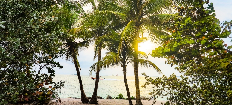 a picture of a beach between palm trees