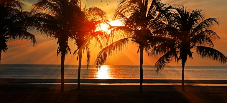 palms and sunset