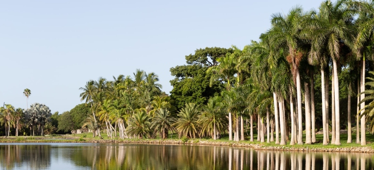 A picture of palm trees on a river bed