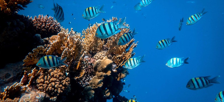 A school of fish near a coral reef