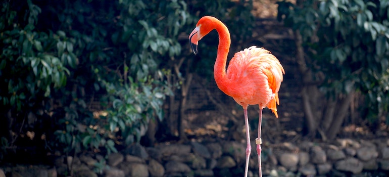 A flamingo in one of the best places in Florida for adventure seekers