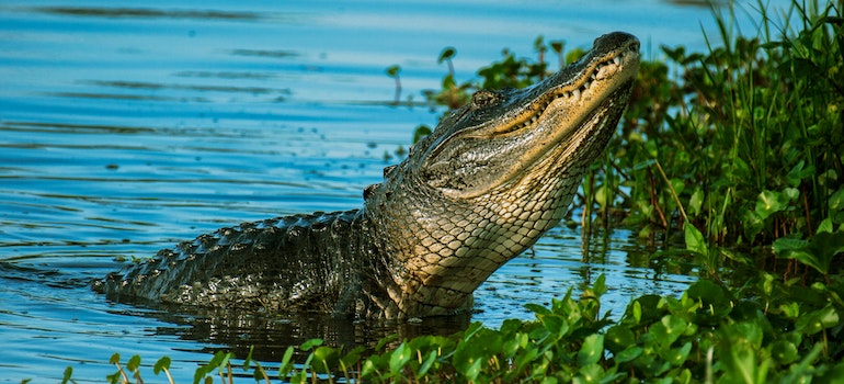 Alligator in the shallow water of the Everglades