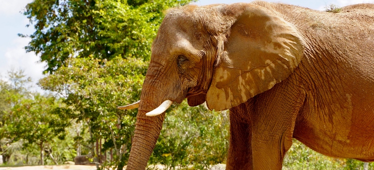 Elephant at Miami Zoo
