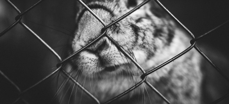 a rabbit in a cage as one of the things to avoid putting to storage at all costs