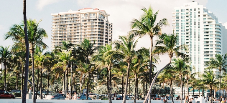 tall buildings and palms