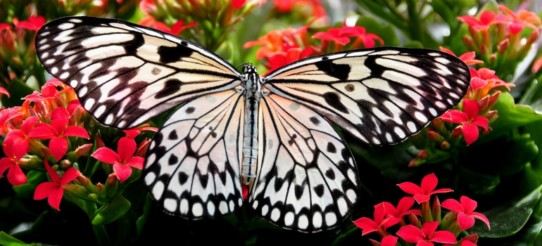 butterfly perched on flowers