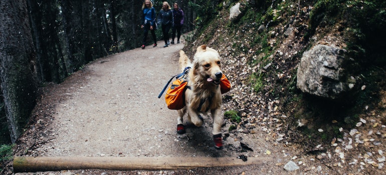A dog running on a hiking trail, with his family behind him.