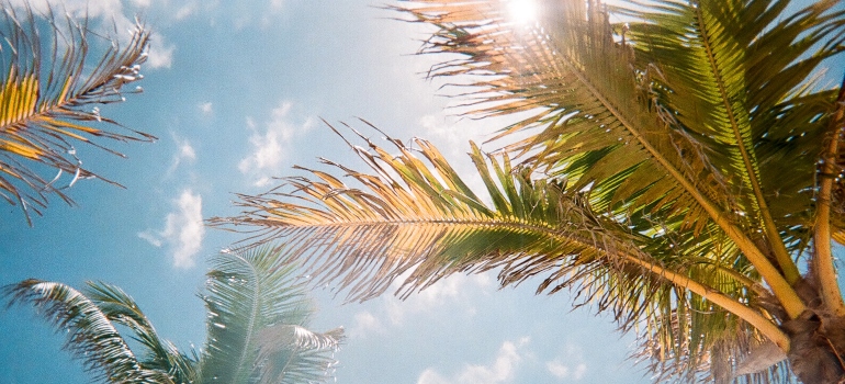 palms and sunshine