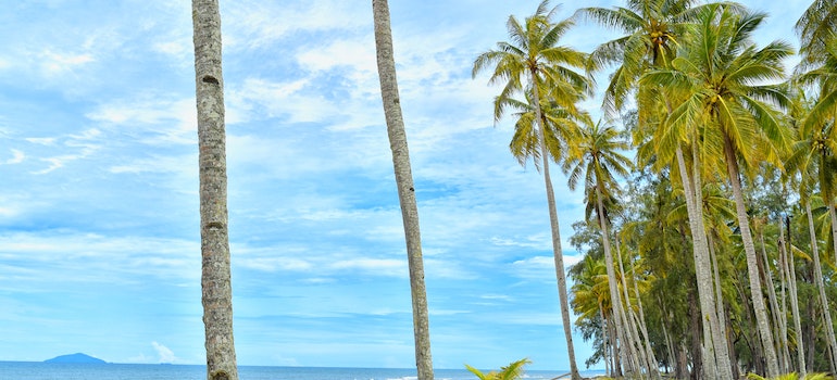 Sandy beach and palms