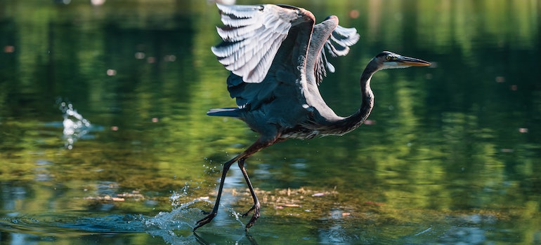 bird in Everglades