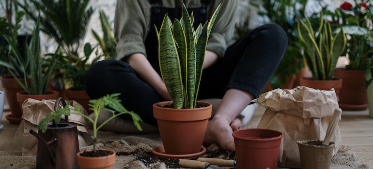 a person trying to keep your plants safe during an interstate move