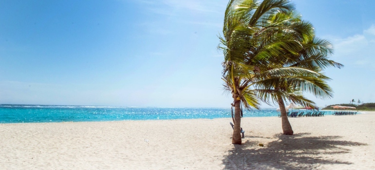a beach with a palm tree