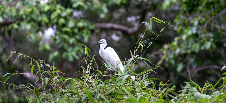 bird in everglades